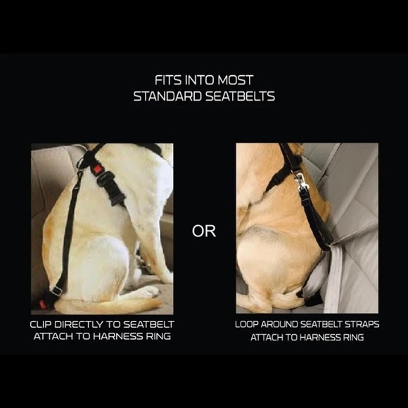 RL - NFL Patriots Pet Lot of 2 - Picture 12 of 12